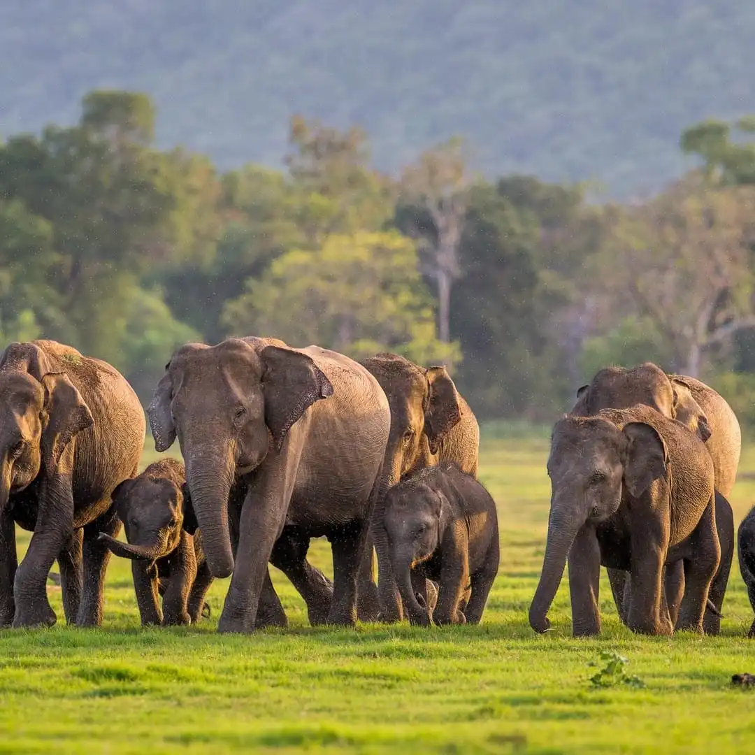 Sri Lankan Wildlife